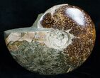 / Inch Cleoniceras Ammonite With Douvilleiceras #4124-1